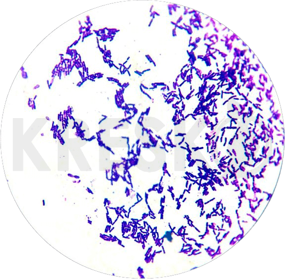 Bacillus thuringiensis